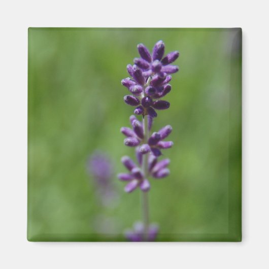 セージ磁石 マグネット (正面)