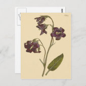 セージ葉ベルフラワーボタニカルイラストレーション ポストカード (正面/裏面)