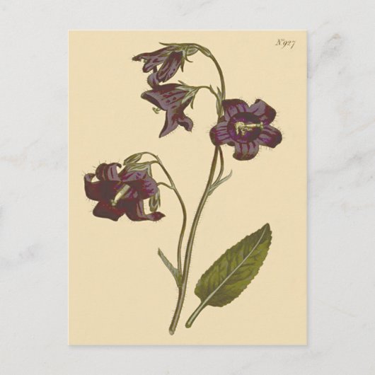 セージ葉ベルフラワーボタニカルイラストレーション ポストカード (正面)