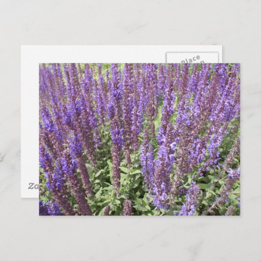 セージ サルビア ネモローサ オストフリースランド ポストカード (正面/裏面)