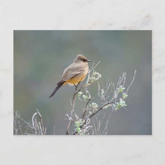 セーズ・フォエベ ポストカード (正面)