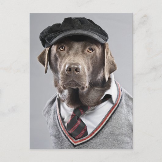 セーターと帽子を着た犬 ポストカード (正面)