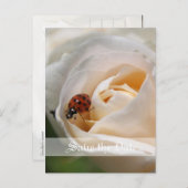 セーブザデート.美しい白いバラの花 案内ポストカード (正面/裏面)