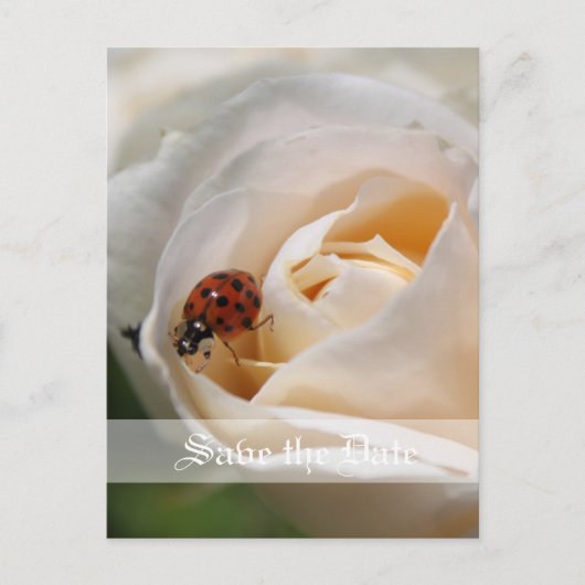 セーブザデート.美しい白いバラの花 案内ポストカード (正面)