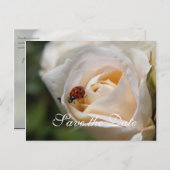 セーブザデート.美しい白いバラの花 案内ポストカード (正面/裏面)