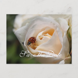 セーブザデート.美しい白いバラの花 案内ポストカード