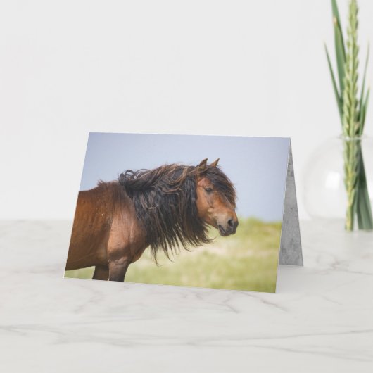 セーブルアイランドスタリオンワイルドホースグレティングカード カード (正面)