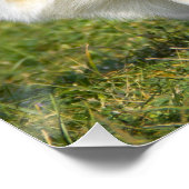 セーブルカーディガンウェルシュコーギードッグ ポスター (コーナー)