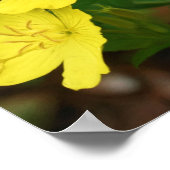 セーブルコリーイエロープリムローズドッグアート ポスター (角)