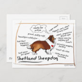セーブルシェットランド・ シープドッグ ポストカード (正面/裏面)
