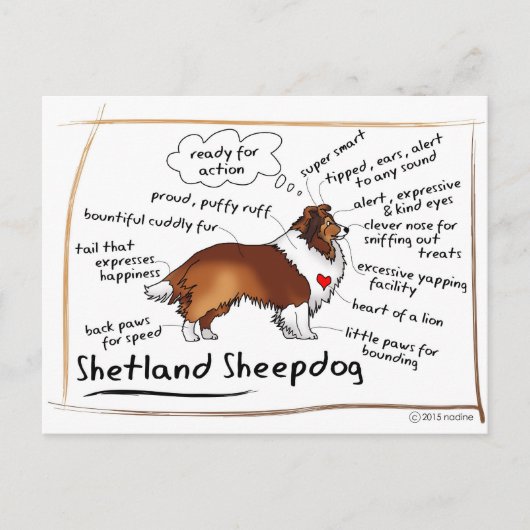 セーブルシェットランド・ シープドッグ ポストカード (正面)