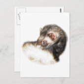 セーブルフェレット写真 ポストカード (正面/裏面)