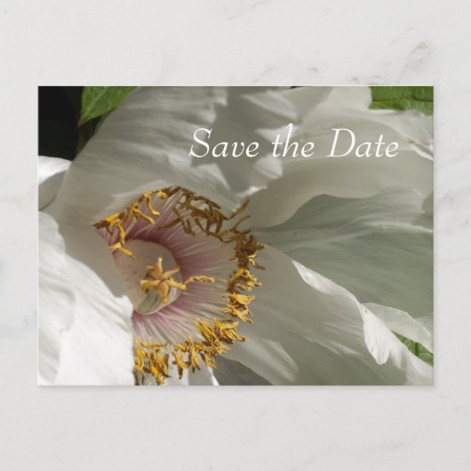 セーブ・ザ・デート 案内ポストカード (正面)