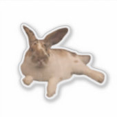 ゼスティ・パディー・ステッカー シール (正面)