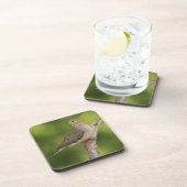 ゼナイダ・マクロラ・ハト コースター (右側)