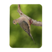 ゼナイダ・マクロラ・ハト マグネット (縦)