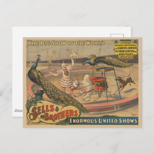 ゼブとピーコックのピエロ訓練士 ポストカード (正面/裏面)