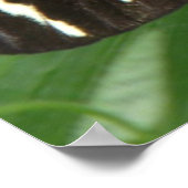 ゼブラかわいらしロングウィングバタフライプリント ポスター (角)