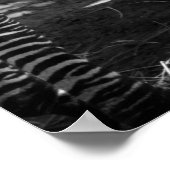 ゼブラとカブ ポスター (角)