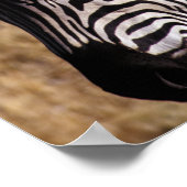 ゼブラのクローズアップポートレート – ジンバブエ ポスター (角)