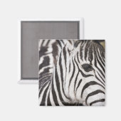 ゼブラのクローズアップ マグネット (正面/裏面)