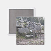 ゼブラのポーズ マグネット (正面/裏面)