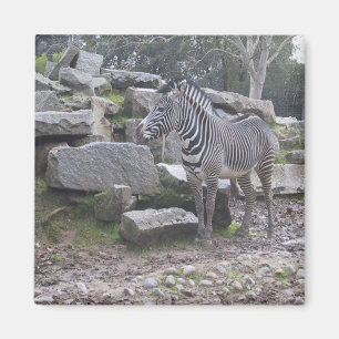 ゼブラのポーズ マグネット