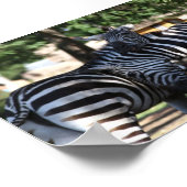 ゼブラの友達 ポスター (角)