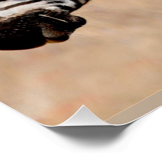 ゼブラの友達 ポスター (コーナー)