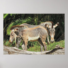 ゼブラの親子 36 x 24 フォトポスター ポスター