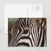 ゼブラの頭のクローズアップ ポストカード (正面/裏面)