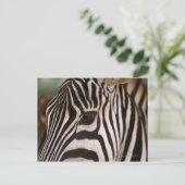 ゼブラの頭のクローズアップ ポストカード (スタンド正面)