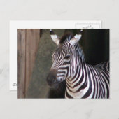 ゼブラを与える ポストカード (正面/裏面)