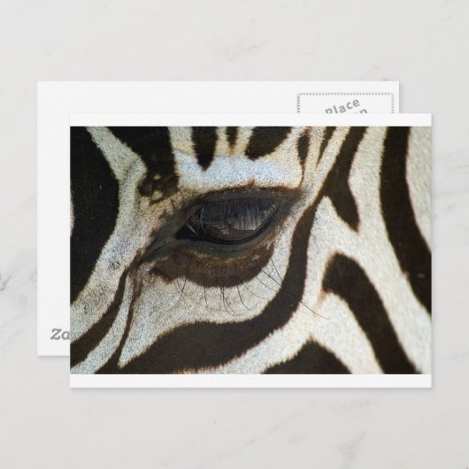 ゼブラアイのかわいい落ち着いたイメージ ポストカード (正面/裏面)