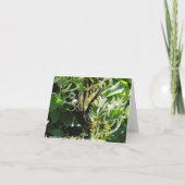 ゼブラアゲハチョウオンハニーサックル カード (裏面)