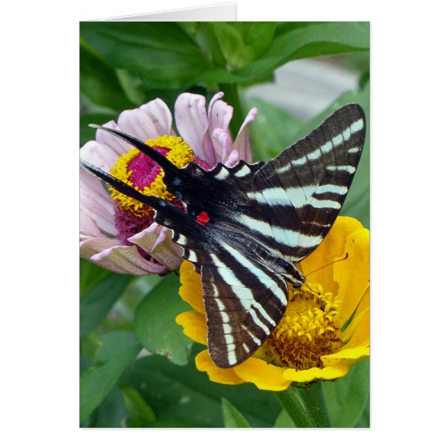 ゼブラアゲハチョウ+日本のビートル (正面)