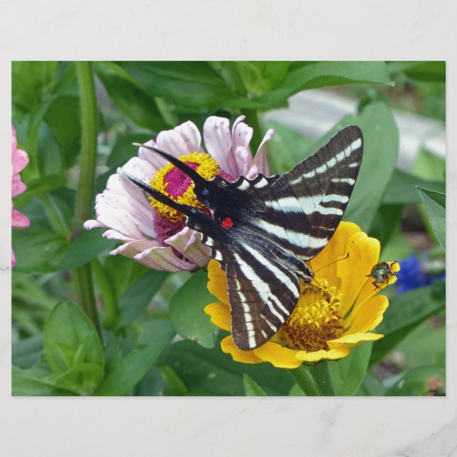 ゼブラアゲハチョウ+日本のビートル (正面)