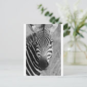 ゼブラサファリかわいいアフリカの上品なストライプ ポストカード (スタンド正面)