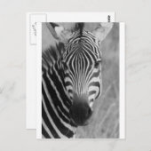 ゼブラサファリかわいいアフリカの上品なストライプ ポストカード (正面/裏面)