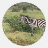 ゼブラシール ラウンドシール (正面)