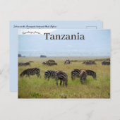 ゼブラスセレンゲティ国立公園サファリタンザニア ポストカード (正面/裏面)
