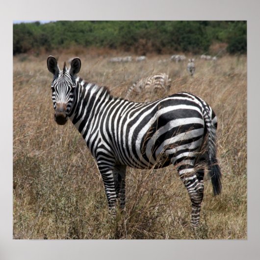 ゼブラストライプ ポスター (正面)