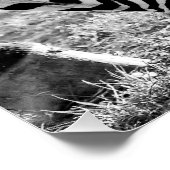 ゼブラス接写ストライプの ポスター (コーナー)