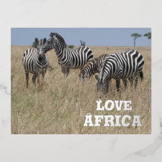 ゼブラズインザワイルドフォイルホリデーポストカード 箔シーズンポストカード (正面)