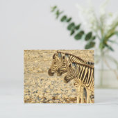 ゼブラトリオ ポストカード (スタンド正面)