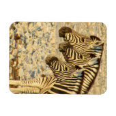 ゼブラトリオ マグネット (横)