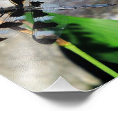 ゼブラトンフライ(8x10) フォトプリント            (角)