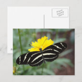 ゼブラバタフライ美しいII ポストカード (正面/裏面)
