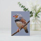 ゼブラフィンチポストカード ポストカード (スタンド正面)