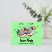 ゼブラフィンチ統計 ポストカード (スタンド正面)